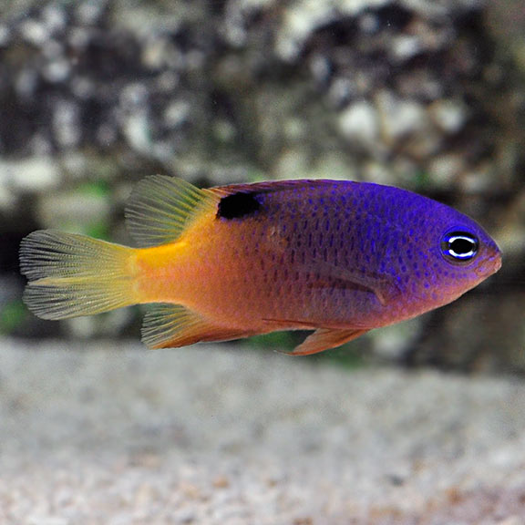 Tracey's Damselfish