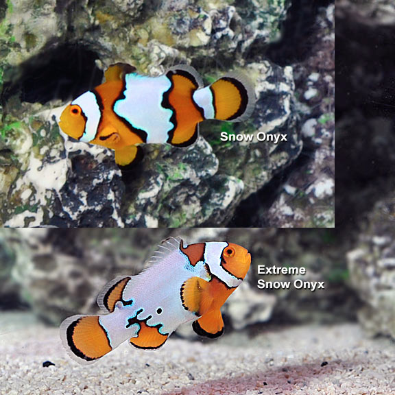 Snow Onyx Clownfish, Captive-Bred: Saltwater Aquarium Fish for Marine