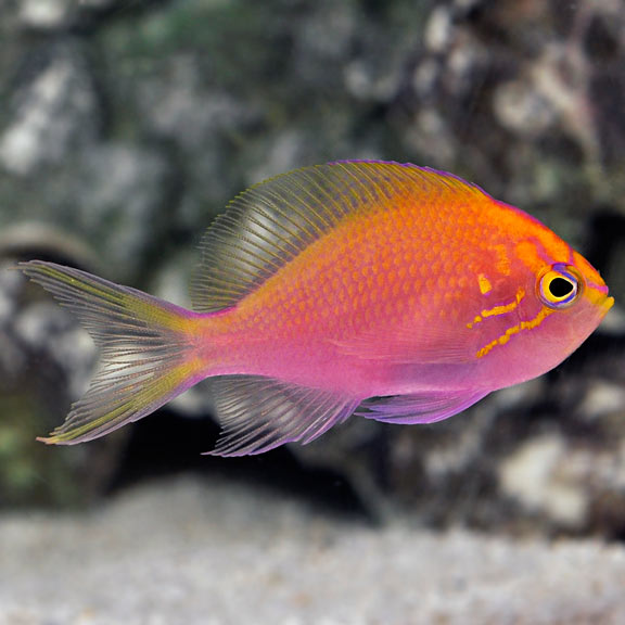 Fathead Sunburst Anthias