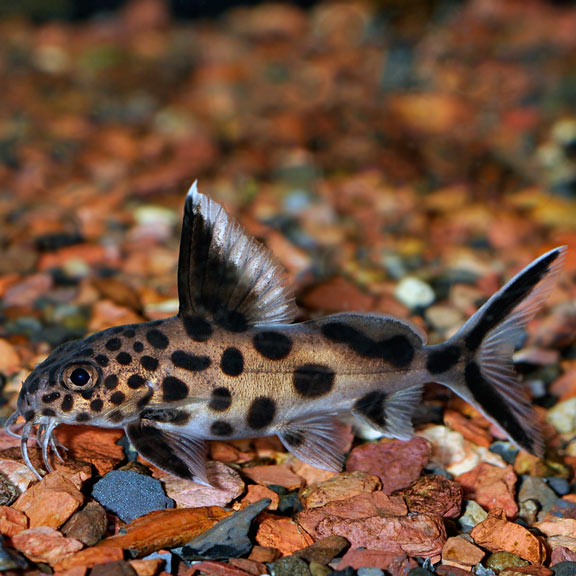 Synodontis Multipunctatus Catfish Tropical Fish for Freshwater Aquariums