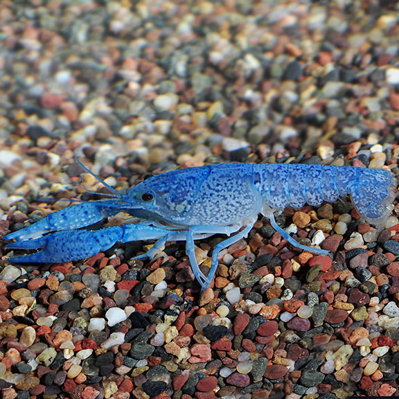 tropical inverts for freshwater