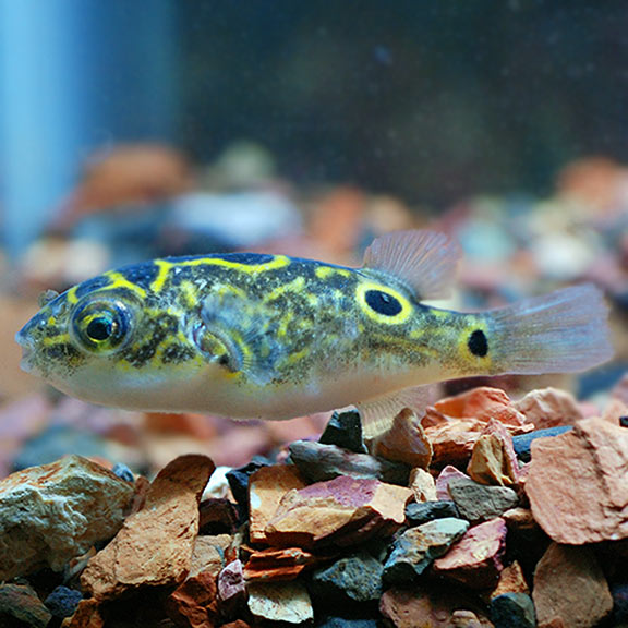 Figure 8 Puffer