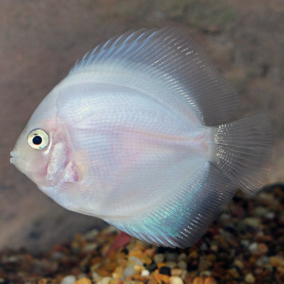 White Discus Fish