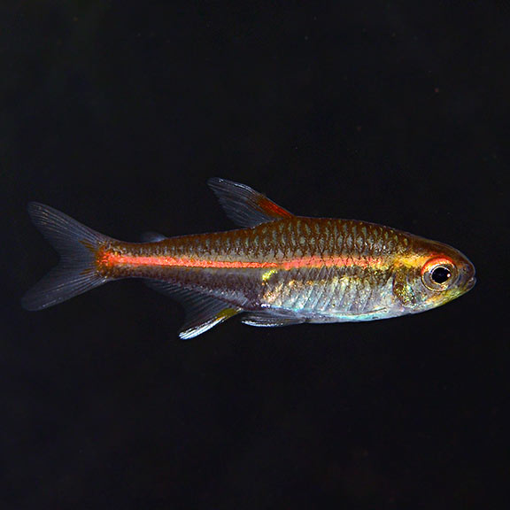 Glowlight Tetra Group