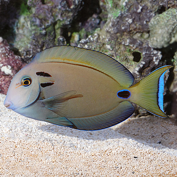 Lieutenant Tang: Saltwater Aquarium Fish