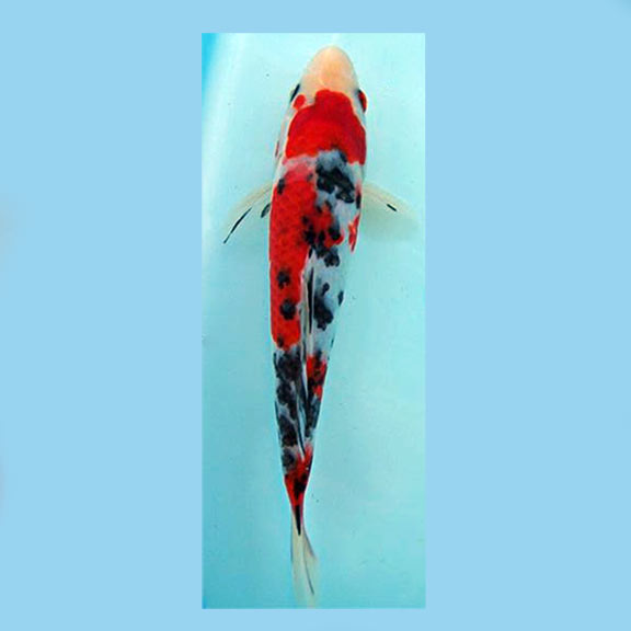 High quality koi deals fish