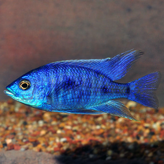 Electric Blue Cichlid