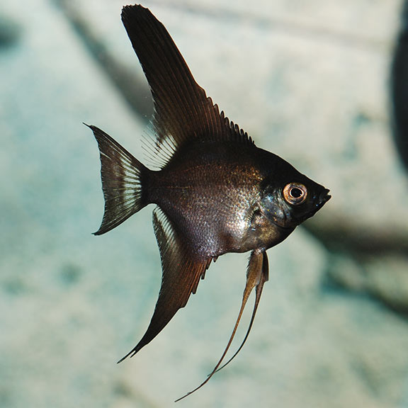 Black Angel: Captive-Bred Freshwater Aquarium Angelfish