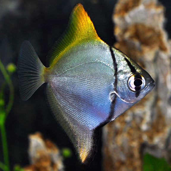 Mono Argentus (Fingerfish): Brackish Freshwater Aquarium Fish