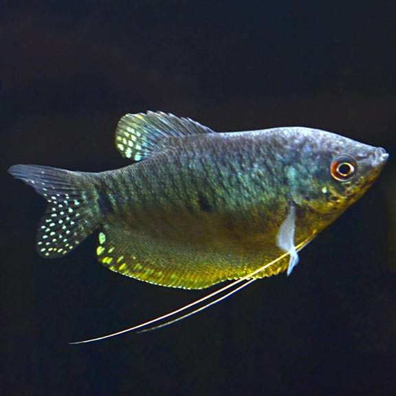 gourami fish male female difference