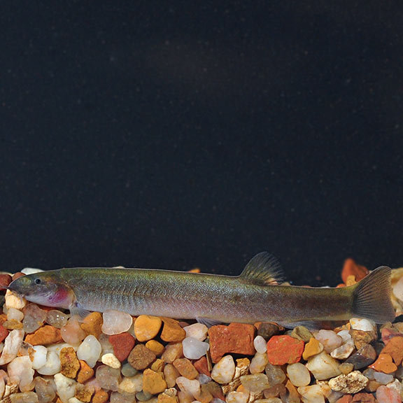 Black Kuhlii Loach