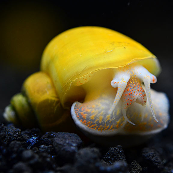 Gold Mystery Snail Groups