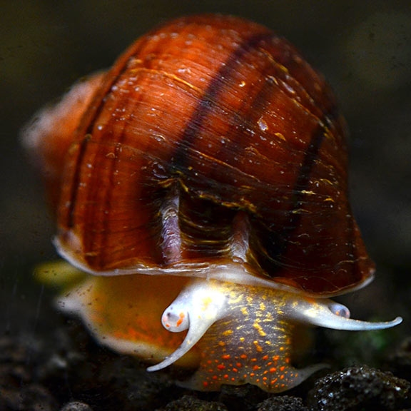 Albino Mystery Snails