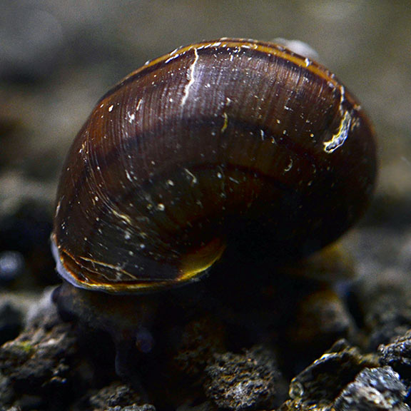 Black Mystery Snail Group Tropical Fish for Freshwater Aquariums