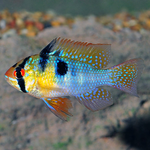 German Blue Ram Tropical Freshwater Aquarium Fish