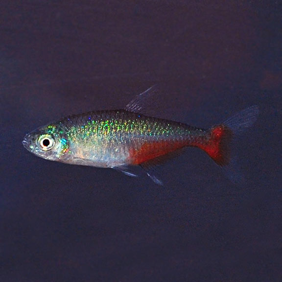 Green Fire Tetra Group: Tropical Fish for Freshwater Aquariums