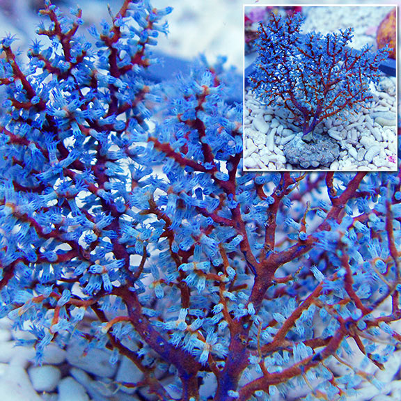 Blueberry Sea Fan (Blue Gorgonia or Blue Tree Coral): Saltwater