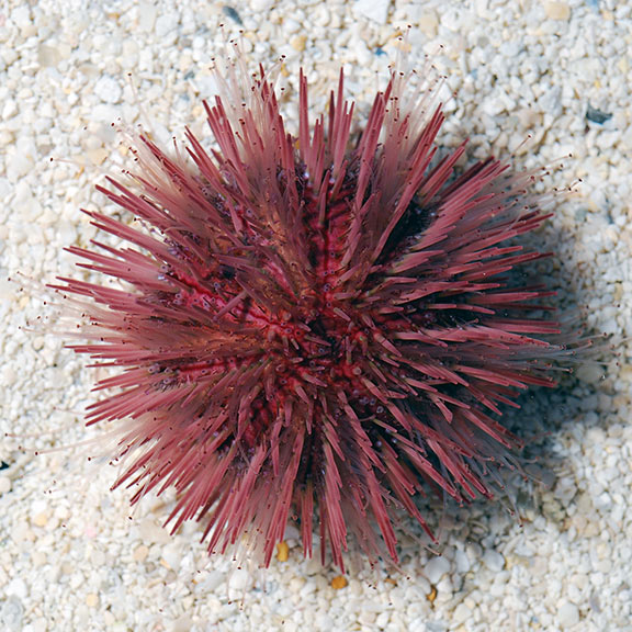 97 pincushion urchin build