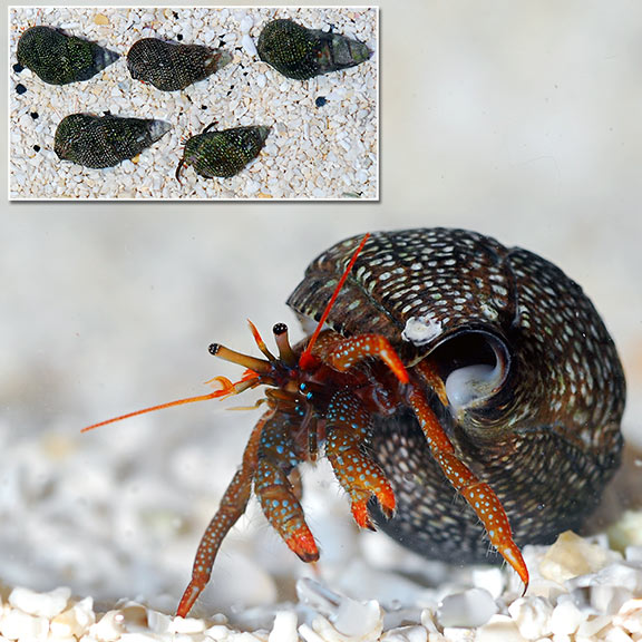 Dwarf Red Tip Hermit Crab (Build Your Own Kit) Saltwater Aquarium