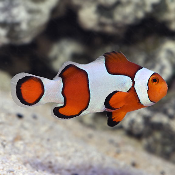 saltwater aquarium fish for marine reef aquariums ocellaris