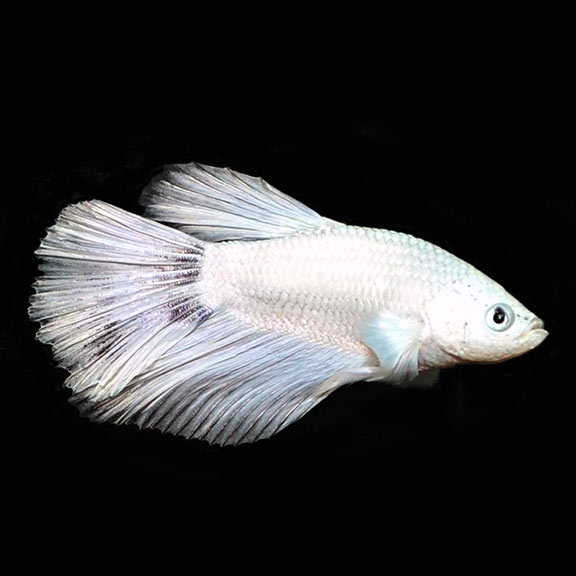 White Half Moon Betta, Male: Tropical Fish for Freshwater Aquariums