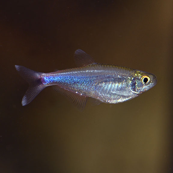 Blue Tetra Group