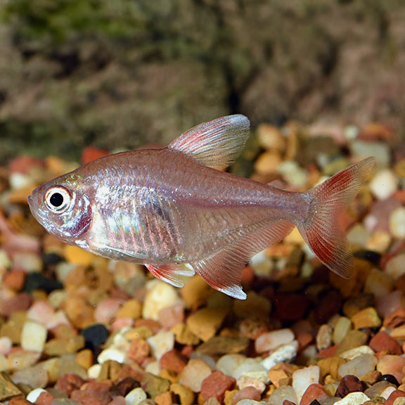 Candy Cane Tetras