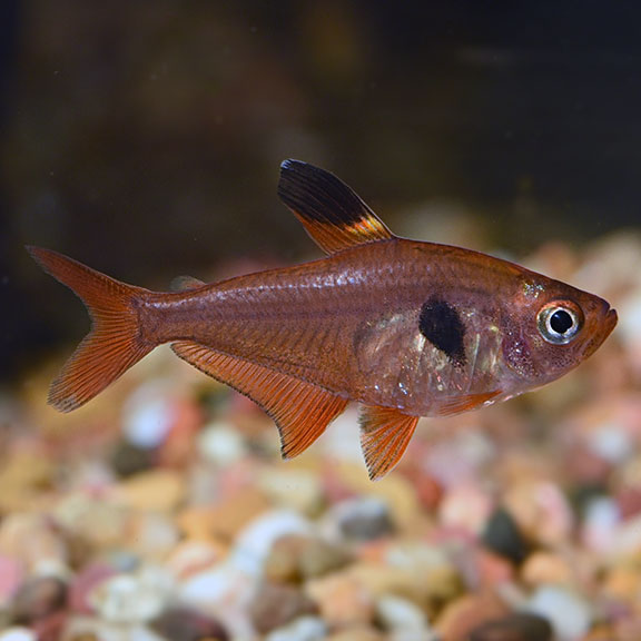 Red Phantom Tetra Group: Tropical Fish for Freshwater Aquariums