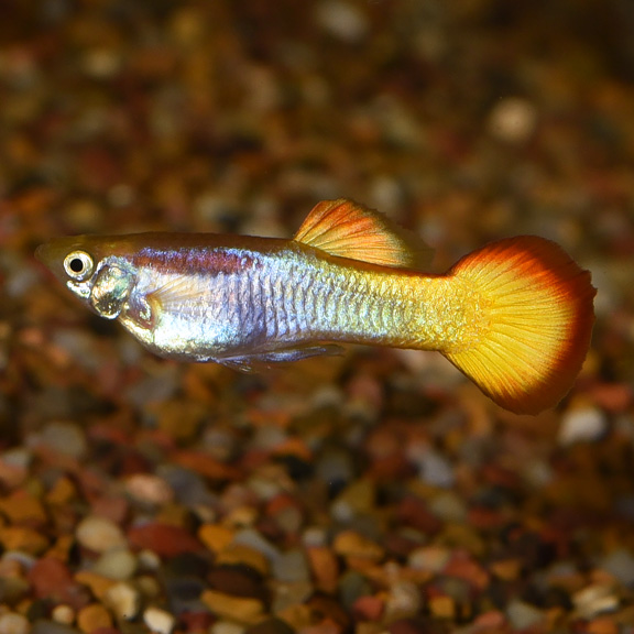 Tequila Sunrise Guppy Group of 6, Male