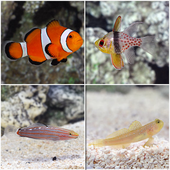 saltwater aquarium algae for