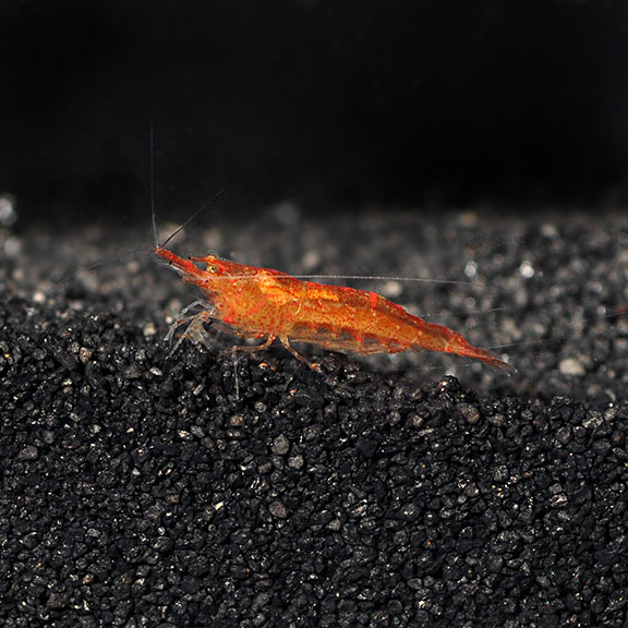 Orange Bee Shrimp Groups