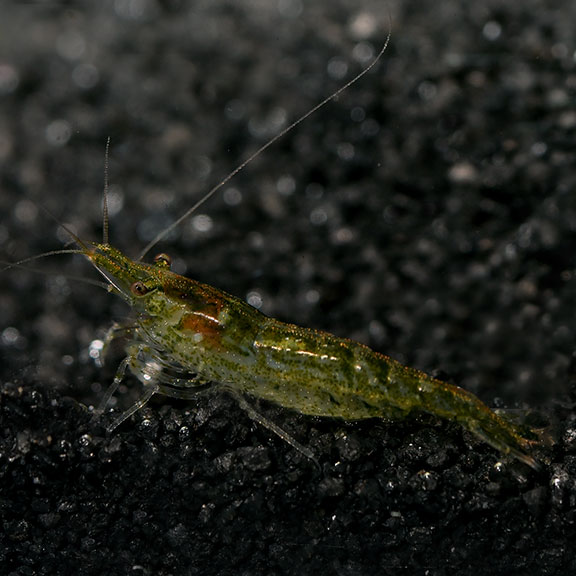 Green Jade Shrimp Groups