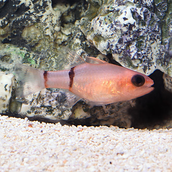 red cardinal fish www
