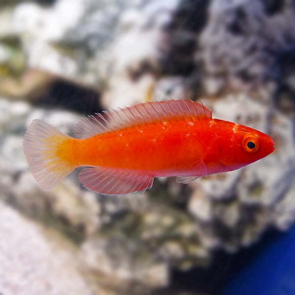 Magma Wrasse Saltwater Aquarium Fish for Marine Aquariums Ships from