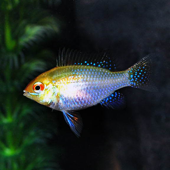 German Gold Ram Tropical Fish for Freshwater Aquariums