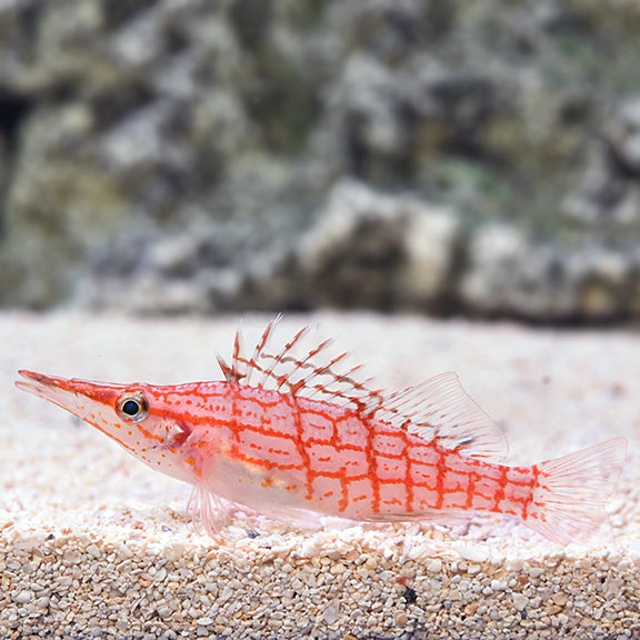 Longnose Hawkfish