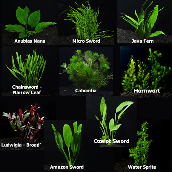 aquatic plants for freshwater