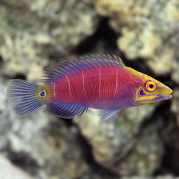 Mystery Wrasse Reef Safe Wrasses Saltwater Aquarium Fish for Marine Aquariums