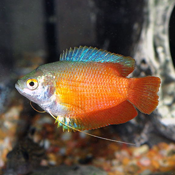 Flame Dwarf Gourami Tropical Fish for Freshwater Aquariums