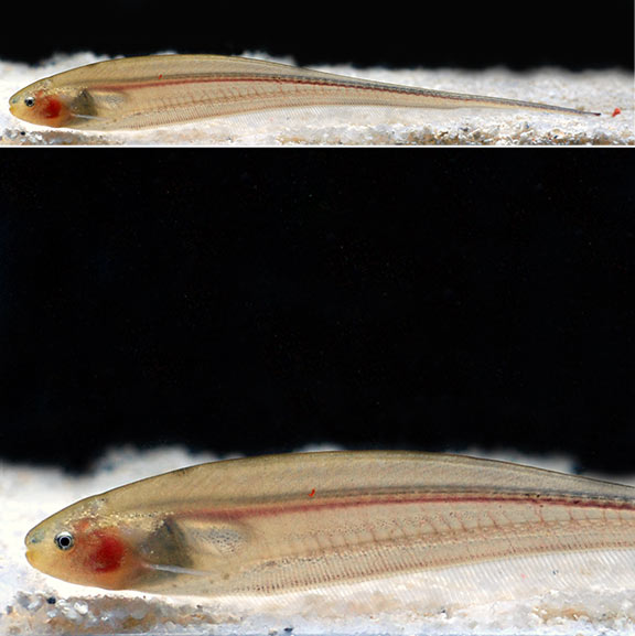 Glass Knifefish Tropical Fish for Freshwater Aquariums