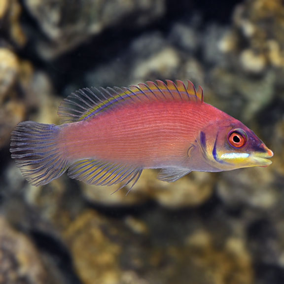 Scarlet Pin Stripe Wrasse