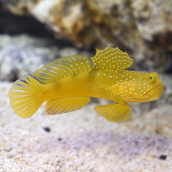 Yellow Watchman Goby 