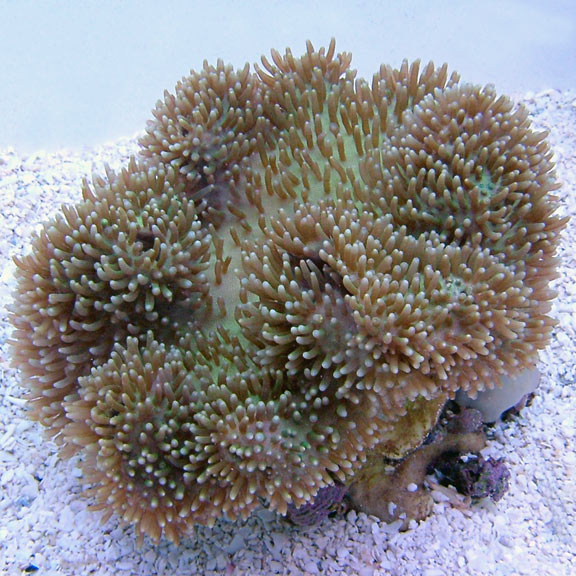 saltwater aquarium corals for