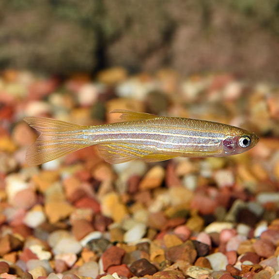 Gold Longfin Danios