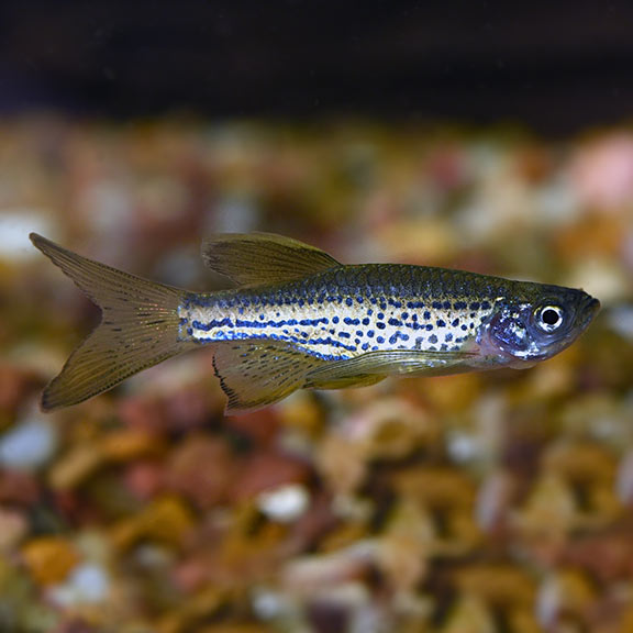 Leopard Longfin Danio: Tropical Fish for Freshwater Aquariums