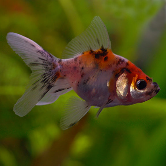 Fantail Goldfish, Calico: Tropical Fish for Freshwater Aquariums