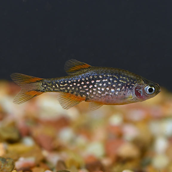 Celestial Pearl Danio freshwater fish