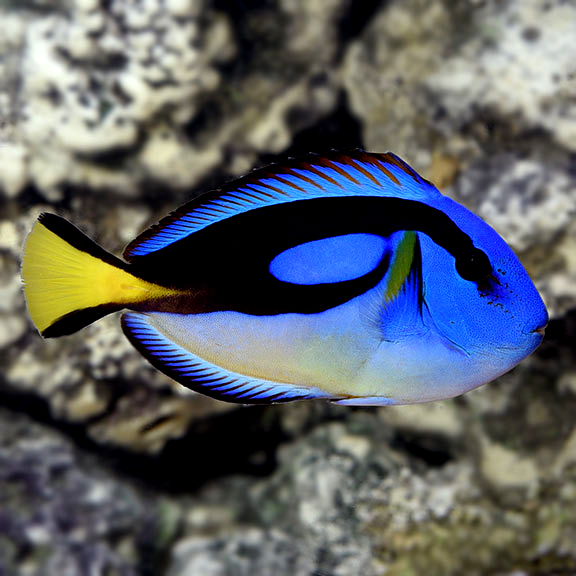 Yellow Belly Regal Blue Tang