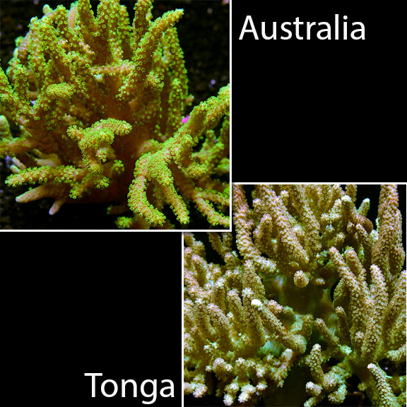 saltwater aquarium corals for