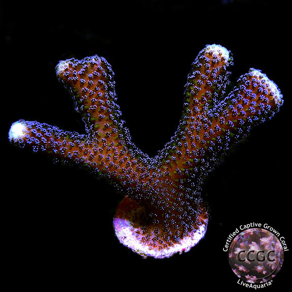 LiveAquaria Certified Captive Grown Coral